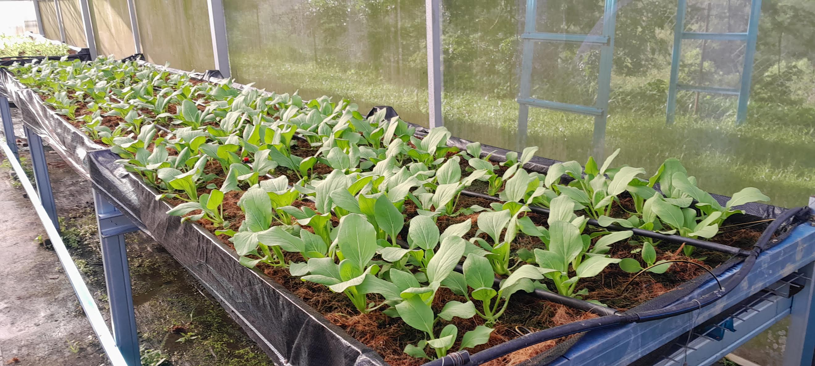 DYL20353 NURSERY MANAGEMENT