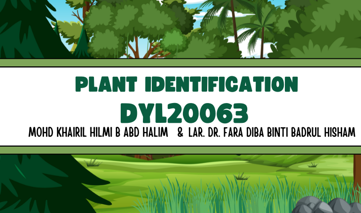 DYL20063 PLANT IDENTIFICATION