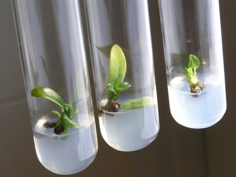 DYB40114 PLANT TISSUE CULTURE