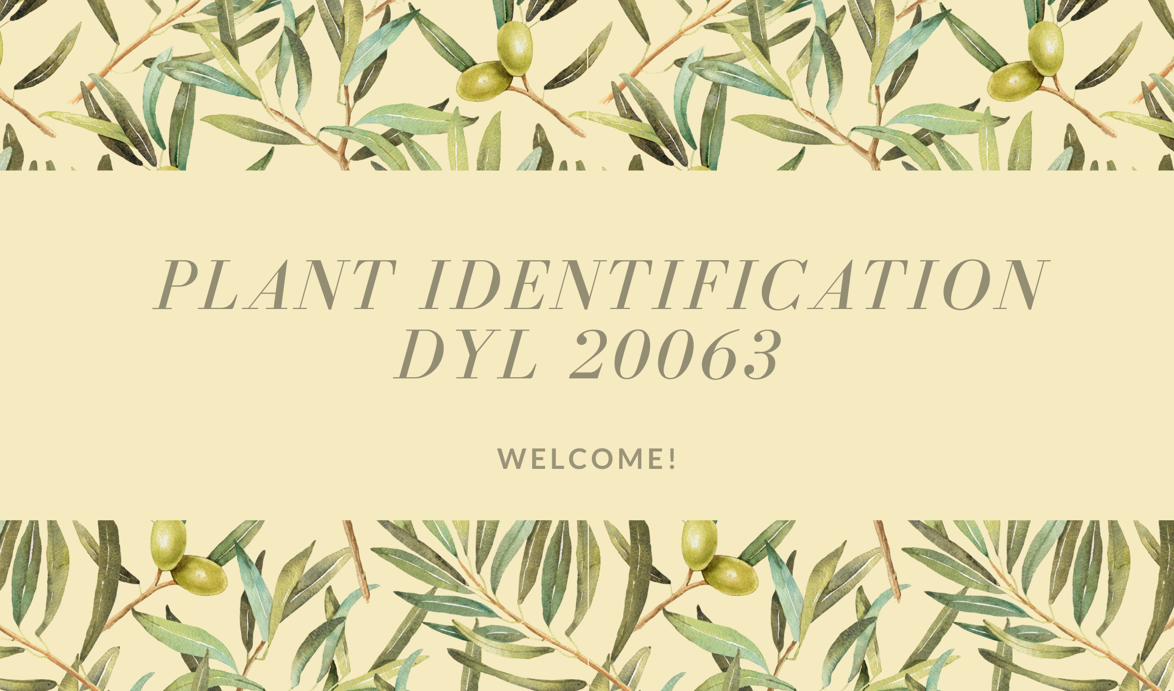 DYL20063 PLANT IDENTIFICATION