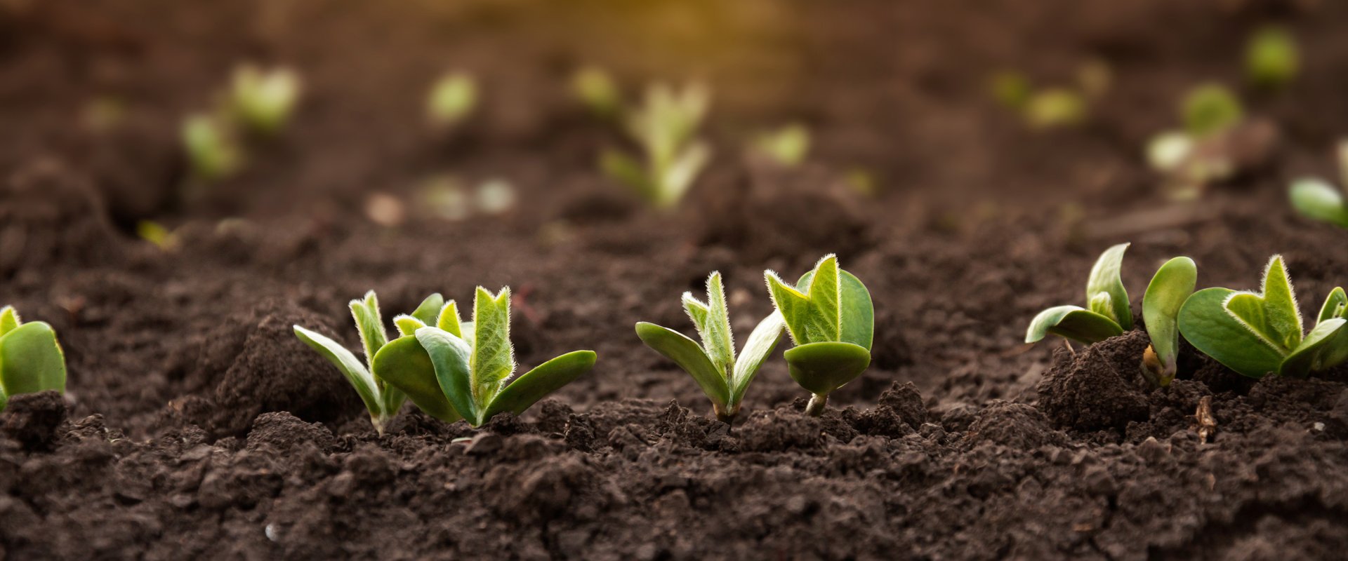 DYA10243 SOIL SCIENCE