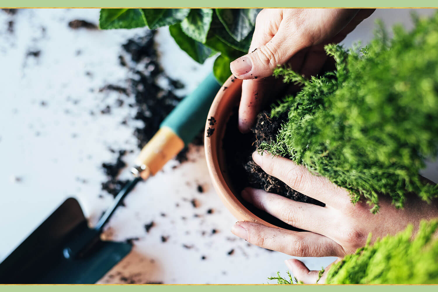 DYL30393 PLANT HEALTH CARE